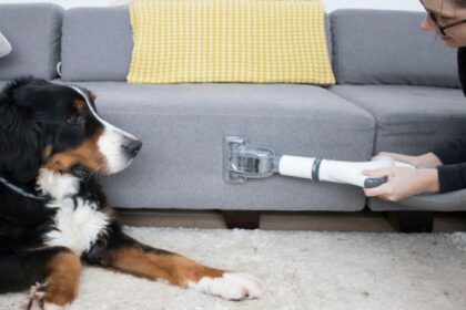 Pets To Parties: When You Really Need Carpet Cleaners In Canberra?